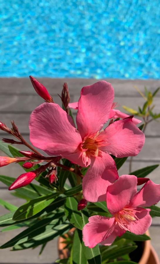 론샴프 Insolite Avec Piscine Au Bonheur Comtois 빌라 외부 사진